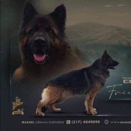 Frick - German Shepherd