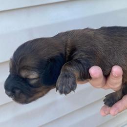 Fifi - Piebald female Dachshund puppy in Elizabethtown, Kentucky from Teeny Tiny Puppy Tails