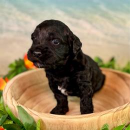 Kokomo - Black male Goldendoodle puppy in Haltom City, Texas from Ohana Doodles