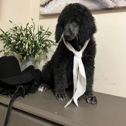 King - Black male Poodle puppy in Douglas, Georgia from Big Mama’s Beauties