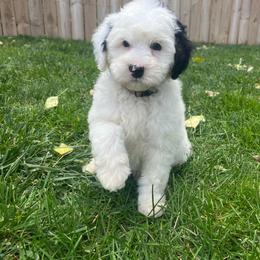 Princess Rosalina-White - White female Bernedoodle puppy in Casper, Wyoming from 307 Doodles