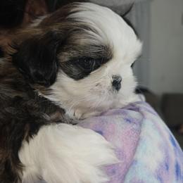 JUDD - Brindle and white male Shih Tzu puppy in Los Banos And Bay Area, California from Shantii's Shih Tzu's