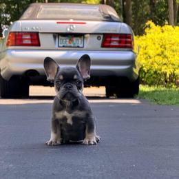 Sophie - Tricolors female French Bulldog puppy in Millstone Township, New Jersey from Couture_frenchies_and_pomeranian