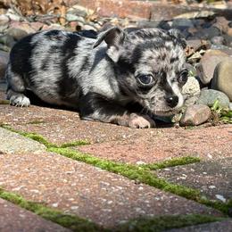 Cookie - Merle female Chihuahua puppy in Beckemeyer, Illinois from Guardian’s of the Chihuahuas