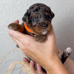 Pumpkin - Merle male Goldendoodle puppy in Murrieta, California from Apricot Poodles & Goldendoodles, LLC