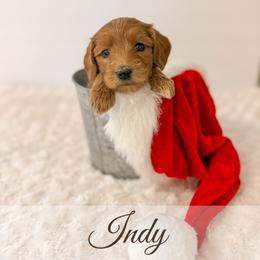 Indy - Red  female Goldendoodle puppy in Melba, Idaho from KZ Doodles