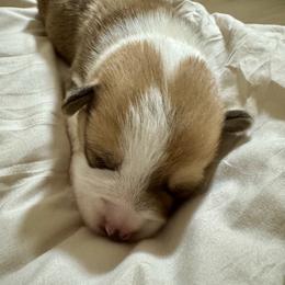Sampson - Red male Pembroke Welsh Corgi puppy in Brashear, Texas from Sherwood Acres Pembrokes