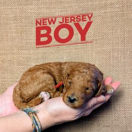 New Jersey - Red  male Goldendoodle puppy in Cambridge, Minnesota from Country Meadow Doodles