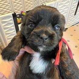 Maroon Collar - Mason - Black and white male Shorkie puppy in Mays Landing, New Jersey from Fancy Paws Shorkies & Shih Tzus