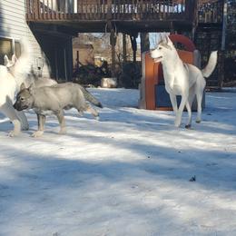 Siberian Husky Puppies from Naturez Siberians