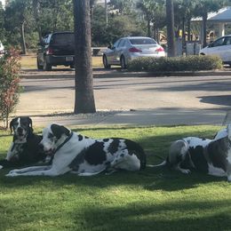 Great Danes from Karen Van Scoyk