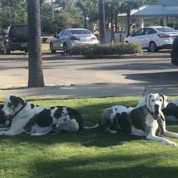 Great Danes from Karen Van Scoyk