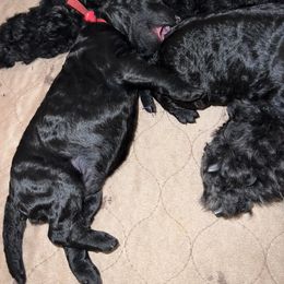 Poodle Puppies from Tyler Family Poodles