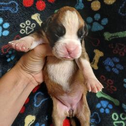 Girl 3 - Fawn female Boxer puppy in Cannon Falls, Minnesota from Pattys Boxers and Bulldogs