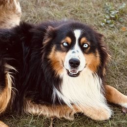 Australian Shepherds from Sweetser Shepherds