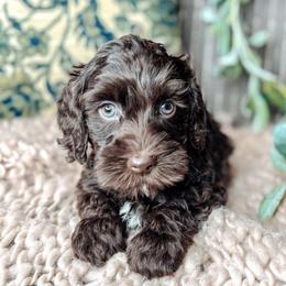 Black Collar - Lord Benedict - Chocolate male Australian Labradoodle puppy in Decatur, Alabama from Southern Meadows Doodles