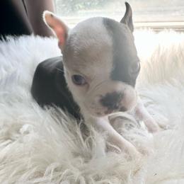 Boy three - Black brindle and white male Boston Terrier puppy in Georgia from KD’s K9 Oasis