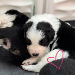 Pink - Black and white female Border Collie puppy in Blue Ridge, Georgia from Hill Valey Border Collies
