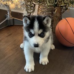 Magnus - Black and white male Siberian Husky puppy in Summerville, South Carolina from Carolina Husky Lodge