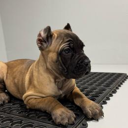 Female 2 - Fawn female Cane Corso puppy in Cashion, Oklahoma from APEXOK Cane Corsos LLC