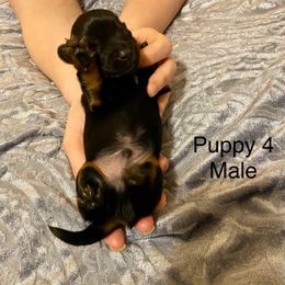 Dachshund Puppies from Bosley's Dachshunds