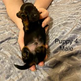 Dachshund Puppies from Bosley's Dachshunds
