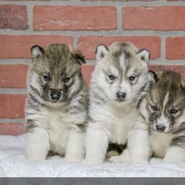Siberian Husky Puppies from Breezy Valley Siberians