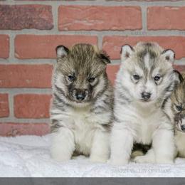 Siberian Husky Puppies from Breezy Valley Siberians