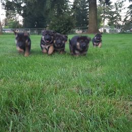 German Shepherd Puppies from sharon Minerd