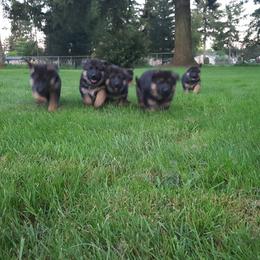 German Shepherd Puppies from sharon Minerd