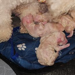 Girl 2 - White and buff female Bichon Frise puppy in Lavon, Texas from Sissy’s Heavenly Paws