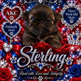 Sterling - Brindle male Shih Tzu puppy in Dallas, Texas from Almost Heaven Shih Tzu