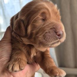 Blue - Red  male Goldendoodle puppy in El Paso, Texas from Texas Goldendoodles