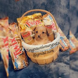 Biewer Terrier, Poodle, and Yorkshire Terrier Puppies from Tiny Paws Luxury Pets