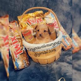 Biewer Terrier, Poodle, and Yorkshire Terrier Puppies from Tiny Paws Luxury Pets