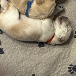 Red collar - Light golden male Golden Retriever puppy in Indianapolis, Indiana from ZuGolden Retrievers & Doodles