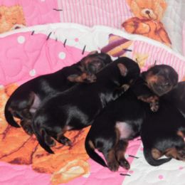 Yorkshire Terrier Puppies from Twilights Yorkies