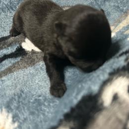 Helios - Black and tan male Pomeranian puppy in Silver Springs, Florida from Gigi’s Pocket Poms