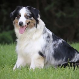 Darlin - Australian Shepherd