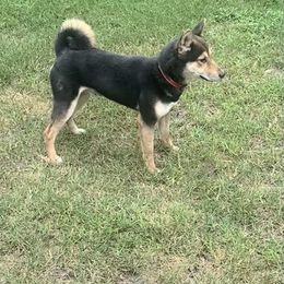Koji - Shiba Inu