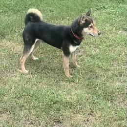 Koji - Shiba Inu
