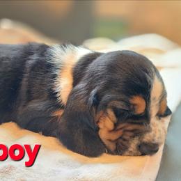 Red boy - Black tan and white male Basset Hound puppy in Flint, Michigan from Vehicle City's Great Danes, Bulldogs, and Cocker Spaniels