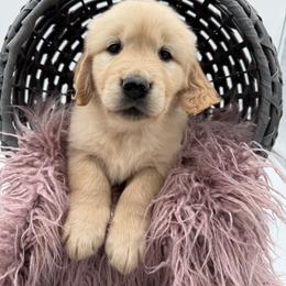 Golden Retriever Puppies from K & M Golden Retrievers