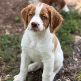 Jett - Orange and white male Brittany puppy in Katy, Texas from Katy Cavaliers & Barefoot Days Brittanys
