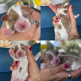 Stone - Blenheim male Cavapoo puppy in Yuciapa, California from AlltheDoodlez_