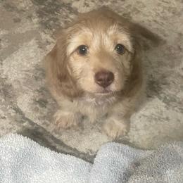 Daisy - Chocolate female Dachshund puppy in Mountain Home, Idaho from Desert Wind Dachshunds