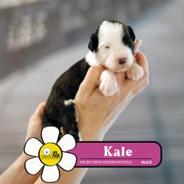 Kale - Black and white male Sheepadoodle puppy in Cleveland, Tennessee from Narrow Path Old English & Sheepadoodles