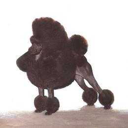 Poodles from Chudan Poodles