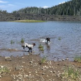 German Shorthaired Pointers from Tricia's GSPs