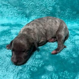 Constance - Blue brindle female Whippet puppy in Gentry, Arkansas from Mardel Robeson of Mulberry Hollow Whippets
